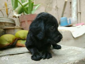 Chocolate Labrador and black Labrador male and