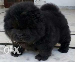 Chow chow puppy avilabul with kci register