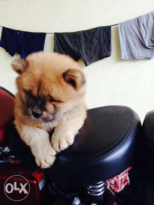 Chow chow very high quality pups very activ nd