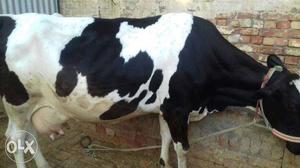 Cow for sale 18 litres milk