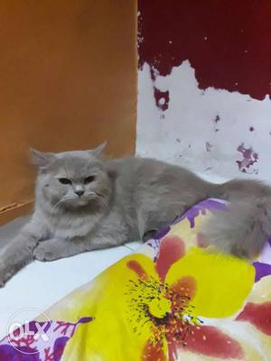 Cream and grey colour doll face persian female cat.