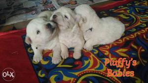 Cross breed 3 Maltese puppies