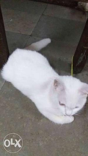 Cross persian, white color persian cat...1 yr old.