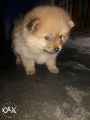 Culture pom puppy for sell.a