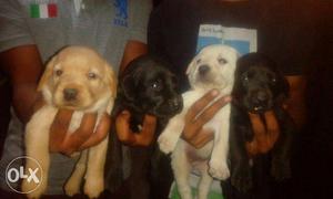 Cute Labrador Male & Female pups r available at