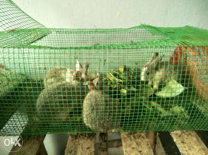 Cute healthy rabbits for sale