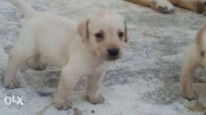 Cute labrador male and female puppy available
