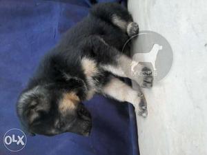 D German sphered long PyO coat puppy B