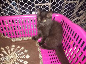 Dark brownish black male persian cat for sale 2