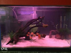 Discus fish tank with all accesories