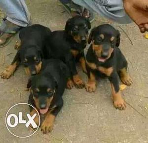 Doberman available male  Female  all over