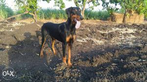 Doberman black color female sell or exchange with