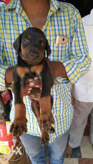 Doberman puppy is available contact me... show.