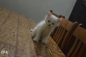 Doll face kitten for sale in kottayam