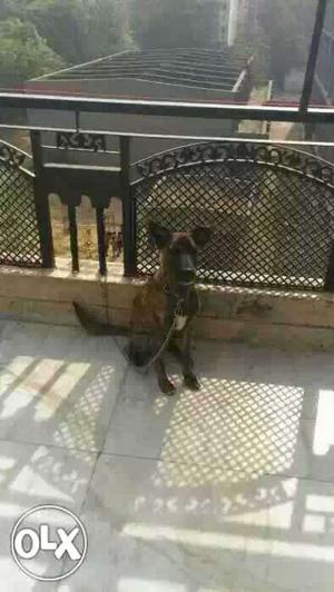 Dutch shepherd breed she is 8 months old and