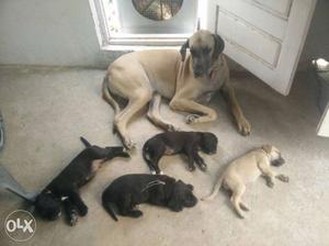Excellent quality 30 days old great Dane puppies