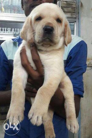 Excellent quality Lab male female Puppy