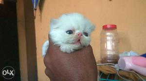 Extreme punj cute fmale kitten for sale good