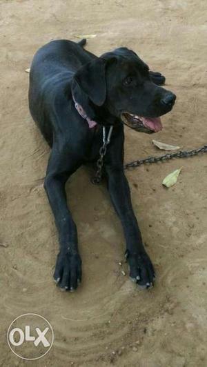 Female great dane black for sale 1 year old