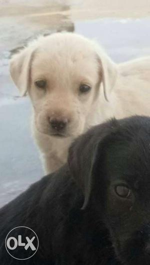 Female lab puppies double boned nd long coated
