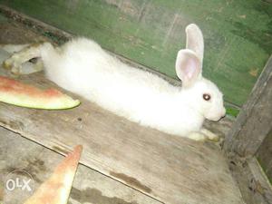 Female rabbite onley
