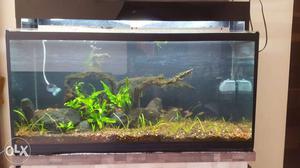 Fish Tank Natural Plants