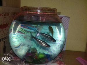Fish bowl only 300