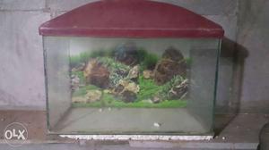 Fish equrium 2 ft tank size