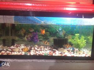 Fishtank. 2 feet long. with oxigen machine with 3 filter nd