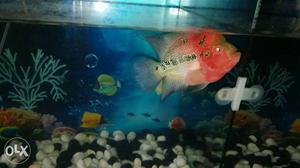 Flowerhorn import red dragon fish