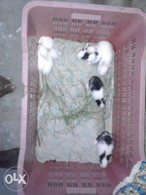 Four White And Black Rabbits