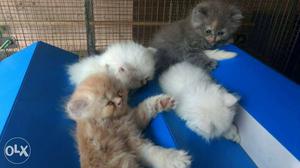 Four White, Black And Brown Kitten