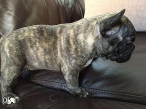 French bulldog for sell in gurgaon