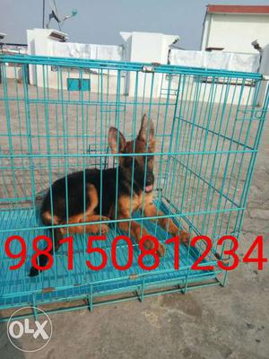 G R Kennel German Shepherd female pup available