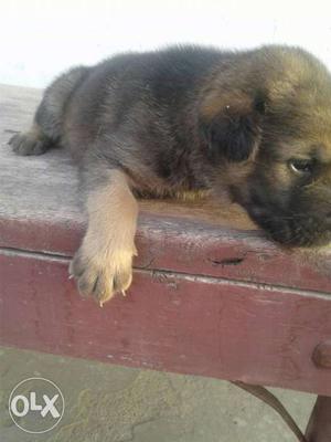 German Shepherd Puppy 25 days