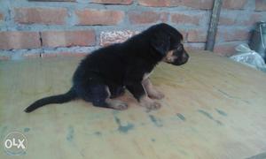 German shephard puppy for sale born 1 month