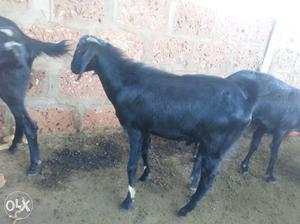 Goats for sale 10+4 Oosmanabadi Breed