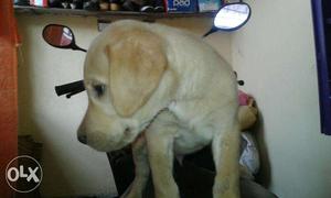 Golden labrodore male female available cheap