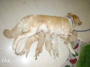 Golden retriever pappy male and female for sale
