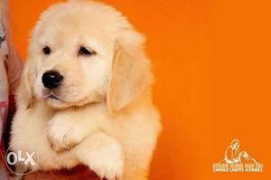 Golden retriever puppies available at reasonable