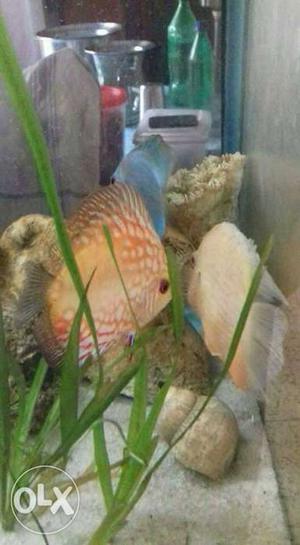 Good Quality Discus Fish !!