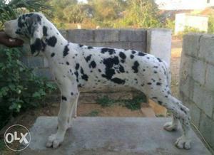 Good quality Harlequin Great Dane puppy's available