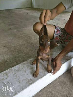 Good quality doberman puppies for sale