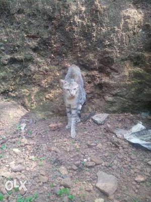 Gray Cat In Nedumangad