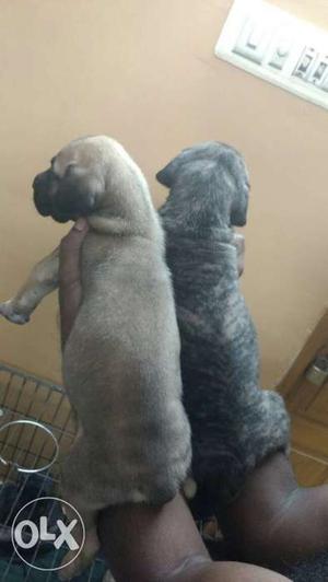 Great Dane puppies with kci papers for sale in