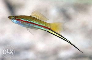 Green swordtail fish * 2 pair 50 rupees. * 4 cm