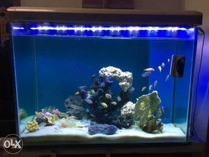 Gud Looking fishtank with watercleaning motor