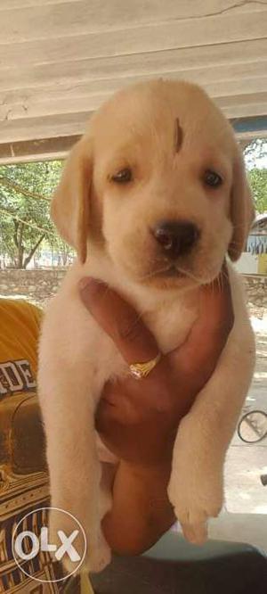 Gud quality labrador pups avlble for sale male n
