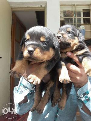 Haig quality Rottweiler male available 1 manth old