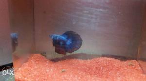 Halfmoon blue betta fish